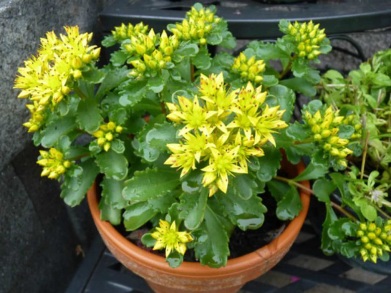 Phedimus kamtschaticus (Russian Stonecrop) aka Sedum kamtschaticum