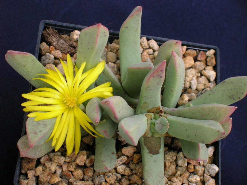 Schwantesia pillansii