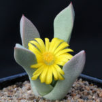 Schwantesia pillansii | World of Succulents