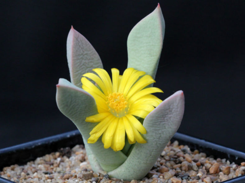 Schwantesia pillansii