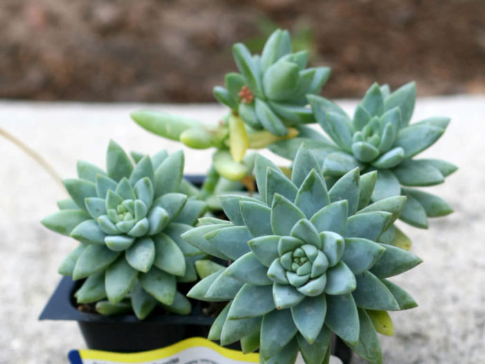 Sedeveria 'Blue Burrito'
