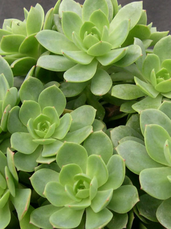 Sedeveria 'Green Rose'