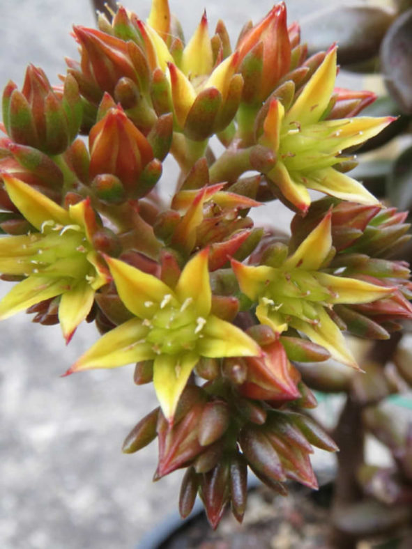 ×Sedeveria 'Jet Beads' (Jet Beads Stonecrop)