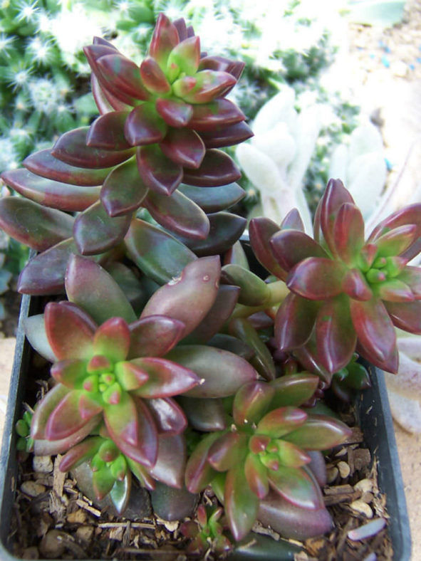 ×Sedeveria 'Jet Beads' (Jet Beads Stonecrop)