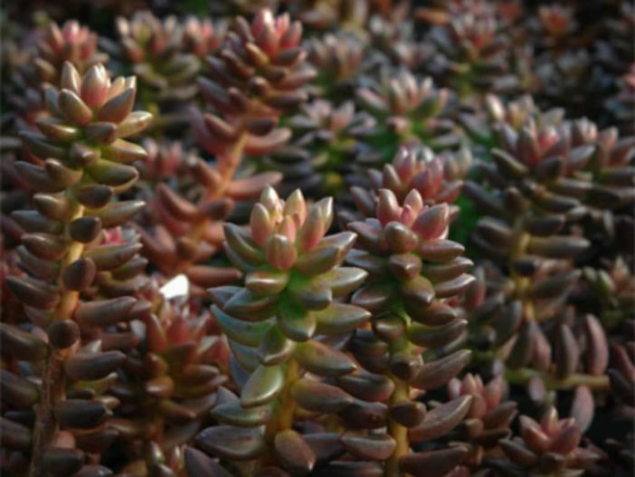 Sedeveria 'Jet Beads' (Jet Beads Stonecrop)