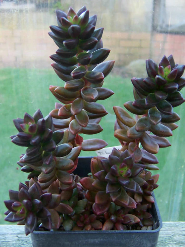 ×Sedeveria 'Jet Beads' (Jet Beads Stonecrop)