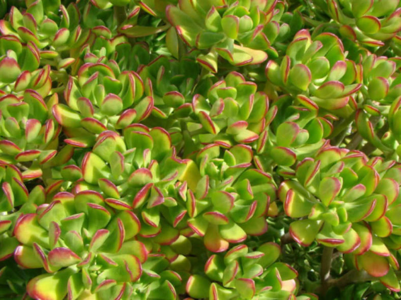 Sedum dendroideum (Tree Stonecrop)