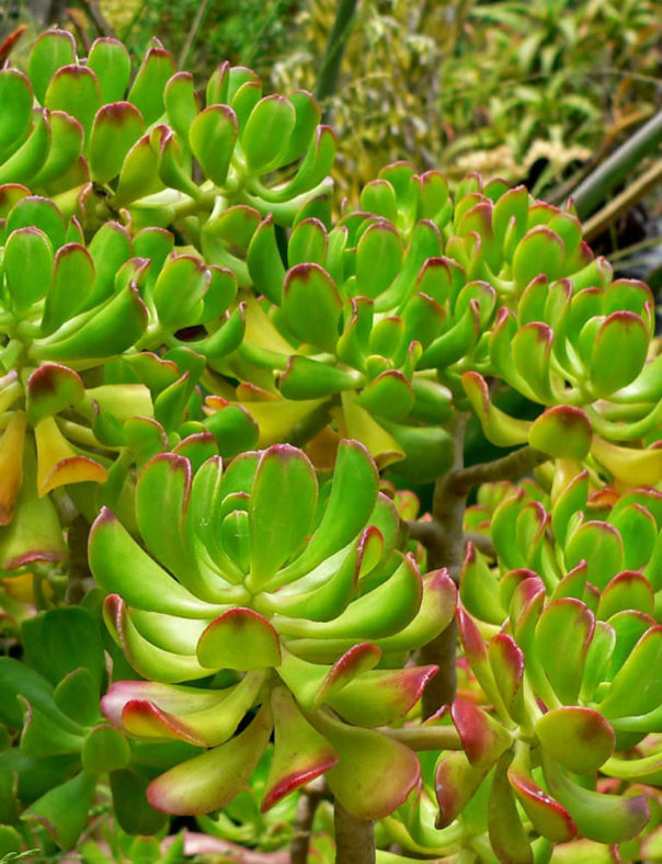 Sedum dendroideum (Tree Stonecrop)