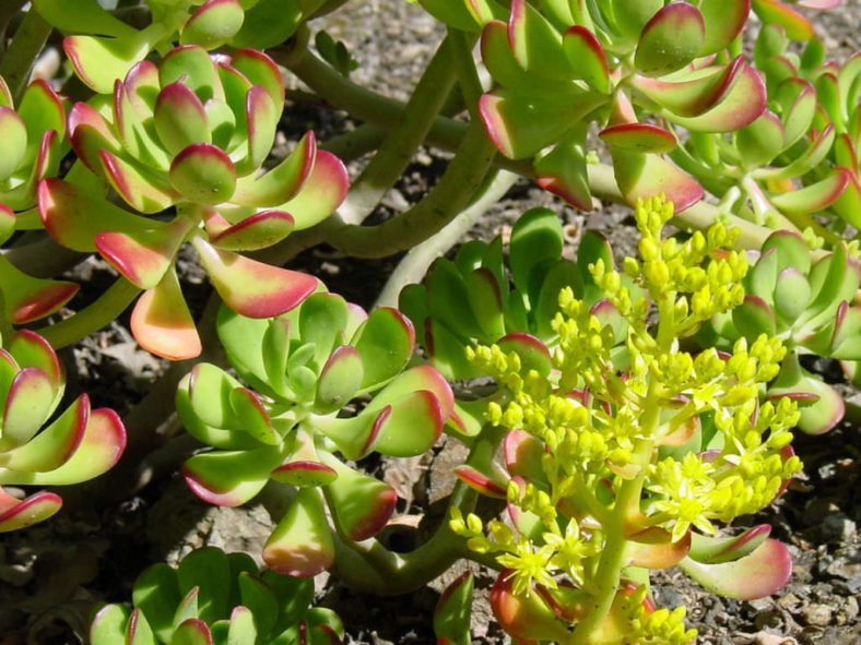 Sedum dendroideum (Tree Stonecrop)