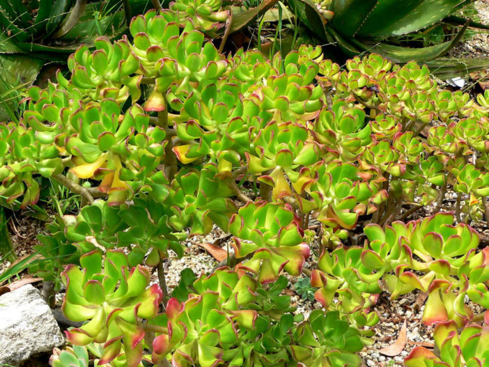 Sedum dendroideum (Tree Stonecrop)