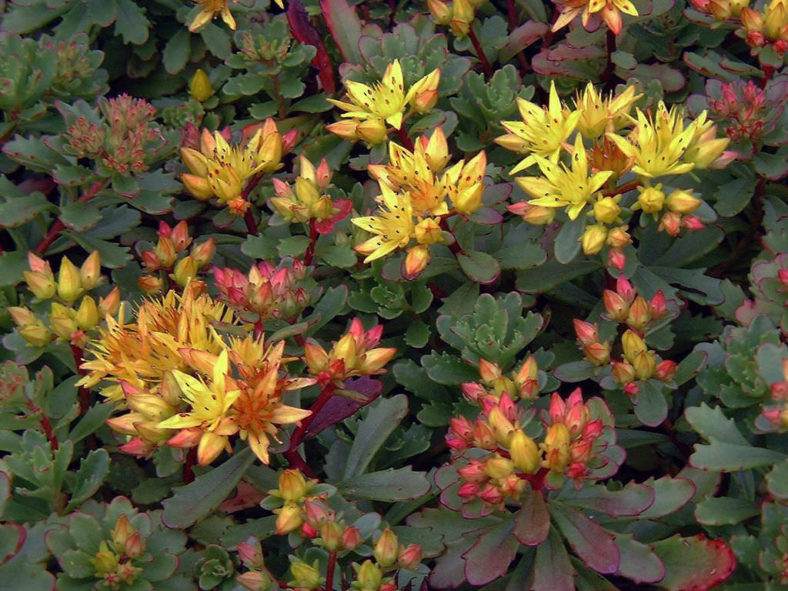 Phedimus kamtschaticus var. floriferum 'Weihenstephaner Gold' aka Sedum kamtschaticum var. floriferum 'Weihenstephaner Gold'