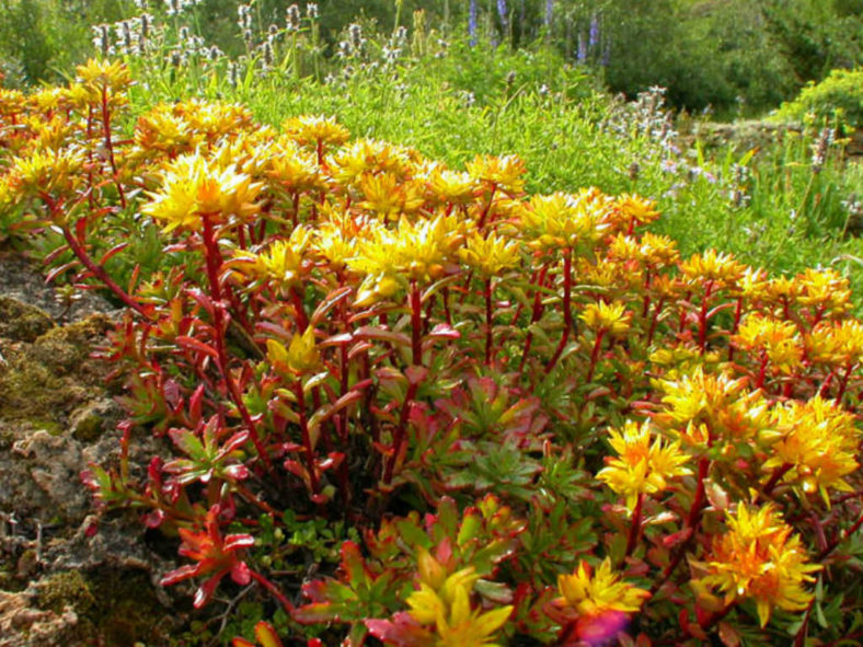 Phedimus kamtschaticus var. floriferum 'Weihenstephaner Gold' aka Sedum kamtschaticum var. floriferum 'Weihenstephaner Gold'