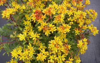 Phedimus kamtschaticus var. floriferum 'Weihenstephaner Gold' Phedimus kamtschaticus var. floriferum 'Weihenstephaner Gold' aka Sedum kamtschaticum var. floriferum 'Weihenstephaner Gold'
