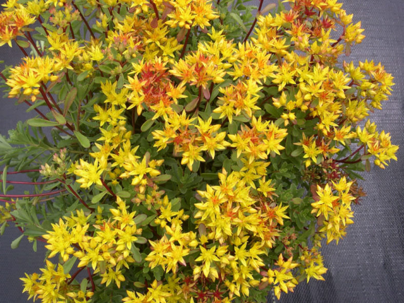 Phedimus kamtschaticus var. floriferum 'Weihenstephaner Gold' aka Sedum kamtschaticum var. floriferum 'Weihenstephaner Gold'