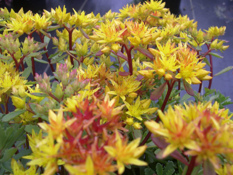 Phedimus kamtschaticus var. floriferum 'Weihenstephaner Gold' aka Sedum kamtschaticum var. floriferum 'Weihenstephaner Gold'