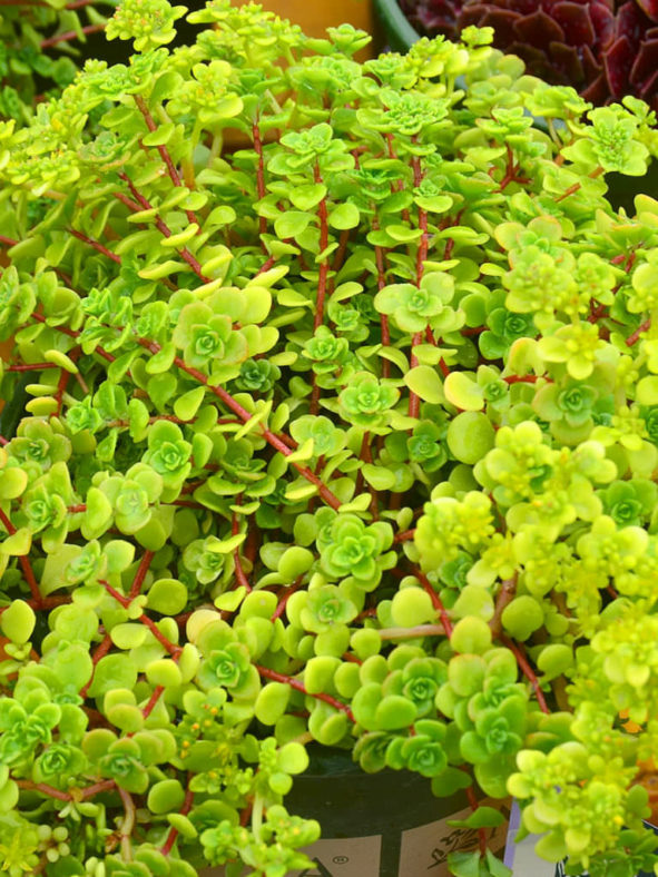 Sedum makinoi 'Limelight' (Japanese Stonecrop)