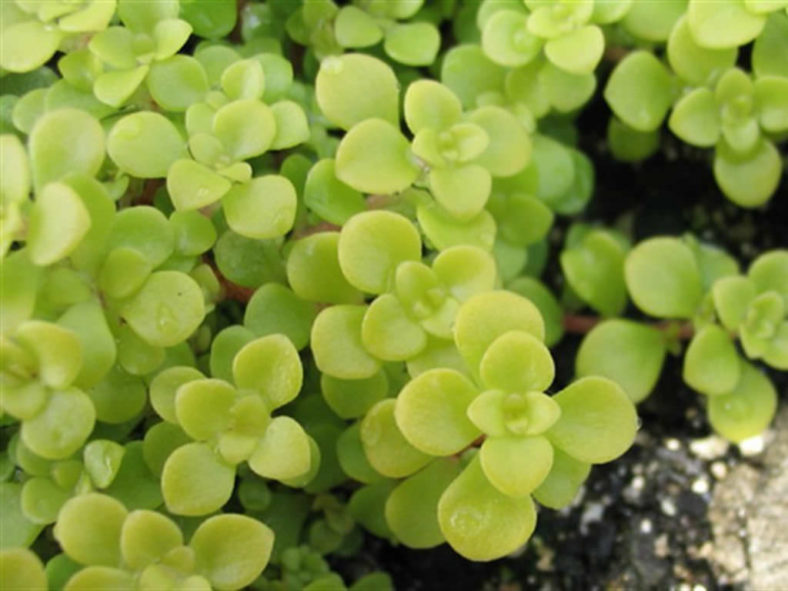 Sedum makinoi 'Limelight' (Japanese Stonecrop)