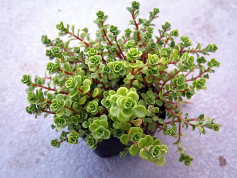 Sedum makinoi 'Limelight' (Japanese Stonecrop)