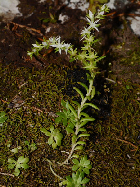 Sedum nevii, commonly known as Nevius' Stonecrop