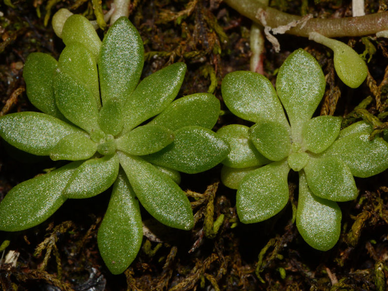 Sedum nevii, commonly known as Nevius' Stonecrop