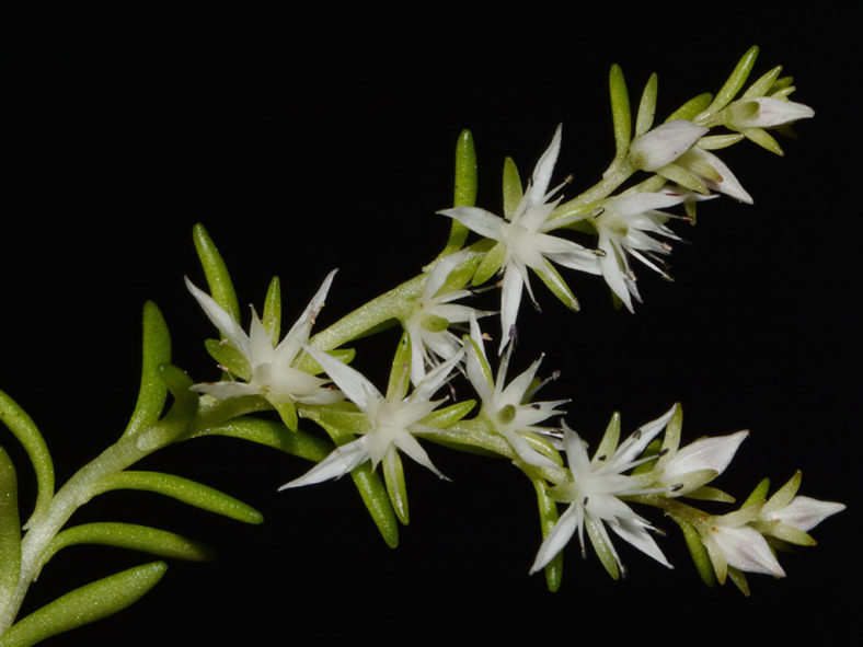 Sedum nevii, commonly known as Nevius' Stonecrop