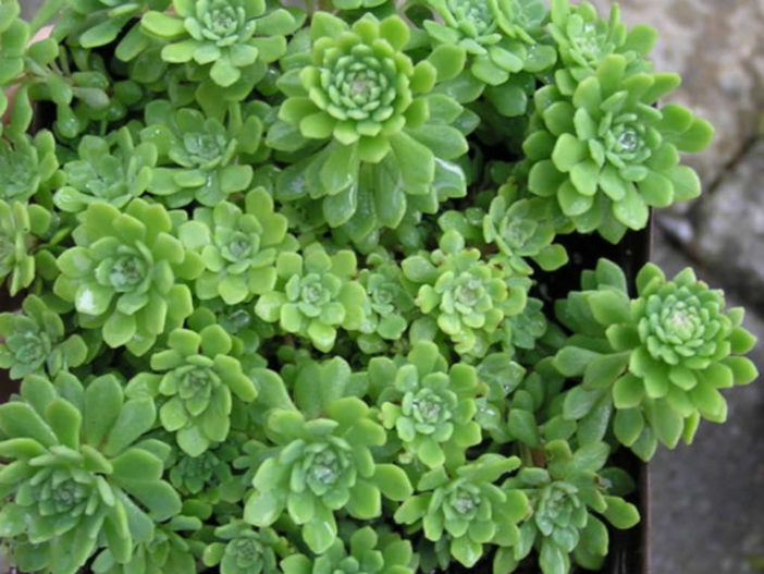 Sedum nevii (Nevius' Stonecrop)