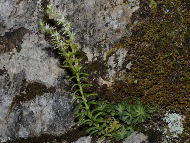 Sedum nevii, commonly known as Nevius' Stonecrop