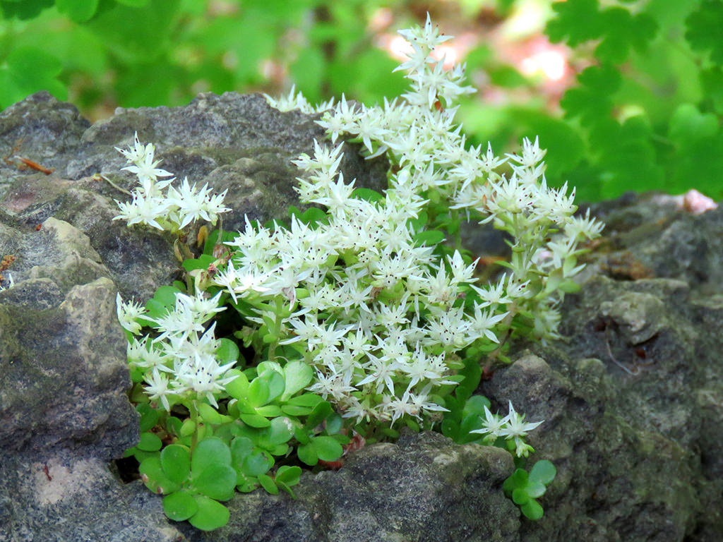Sedum ternatum, commonly known as Woodland Stonecrop