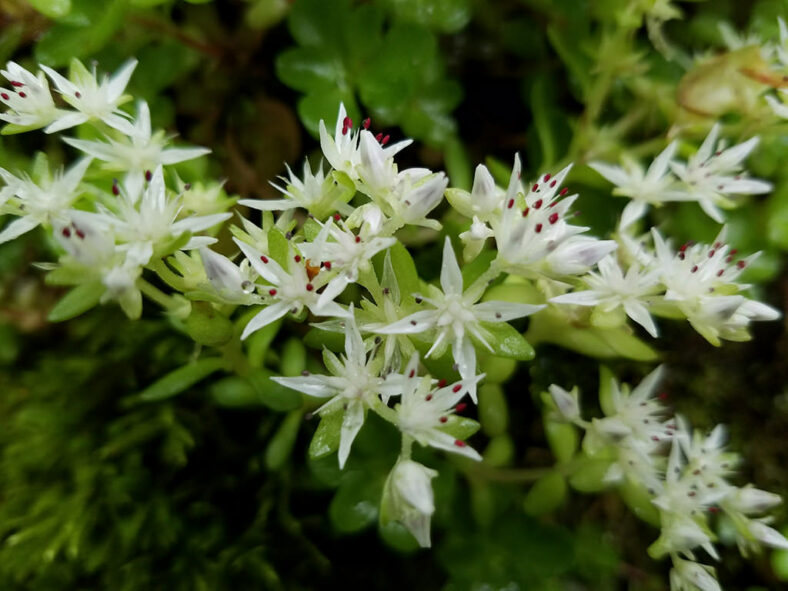 Flowers of Sedum ternatum, commonly known as Woodland Stonecrop