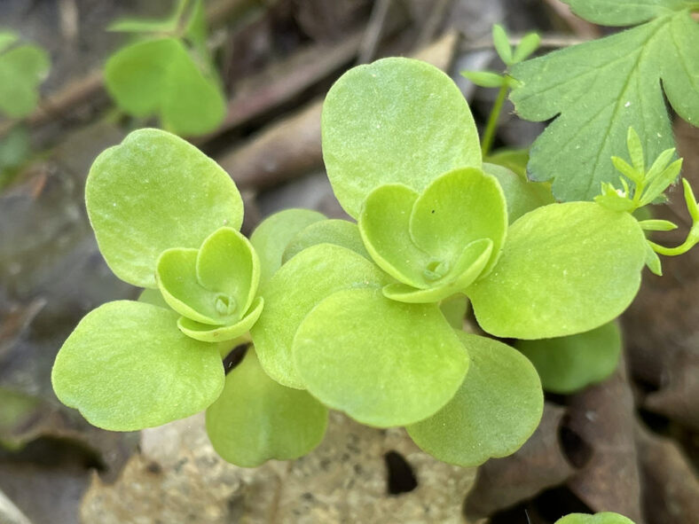 Leaves of Sedum ternatum, commonly known as Woodland Stonecrop