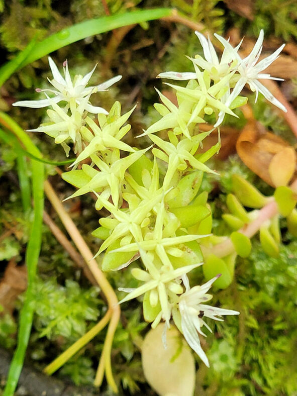 Seed capsules of Sedum ternatum, commonly known as Woodland Stonecrop