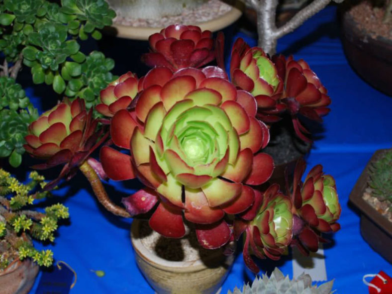 Aeonium 'Jack Catlin' (Red Aeonium)