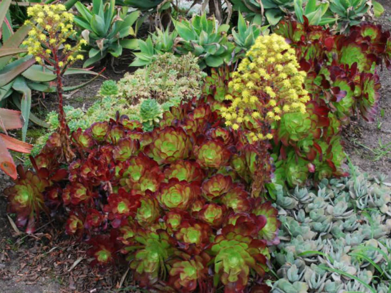 Aeonium 'Jack Catlin' (Red Aeonium)