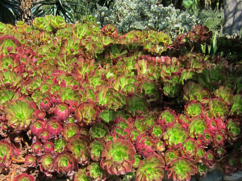 Aeonium 'Jack Catlin' (Red Aeonium)