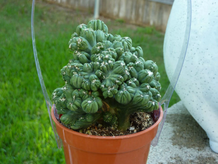 Cereus 'Ming Thing' aka Cereus validus 'Ming Thing' or Cereus forbesii 'Ming Thing'