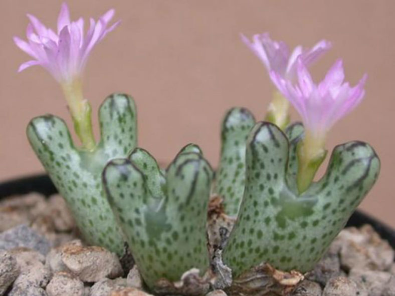 Conophytum turrigerum