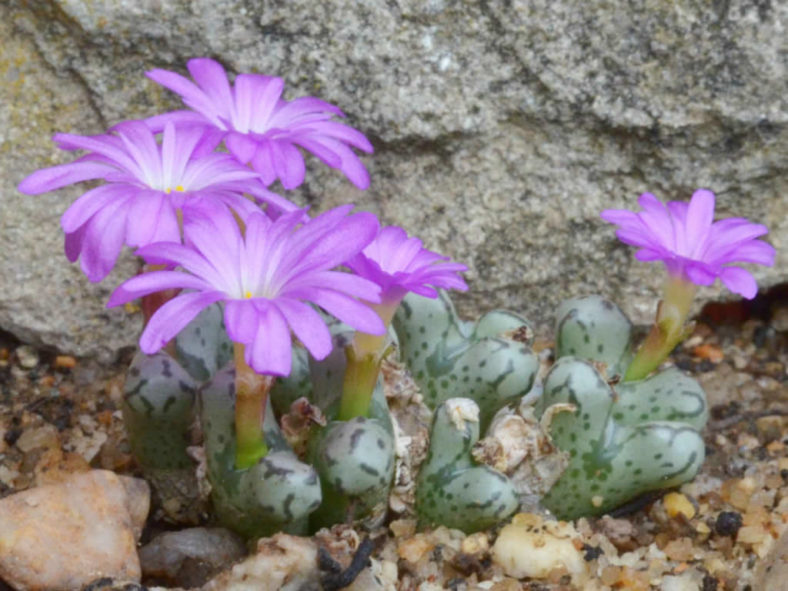 Conophytum turrigerum