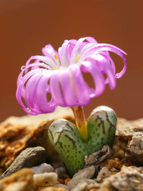 Conophytum turrigerum