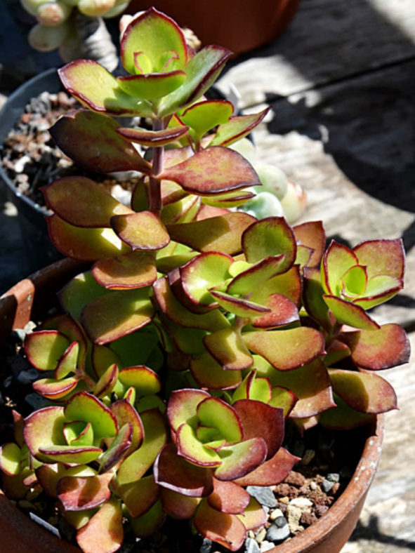 Cotyledon adscendens