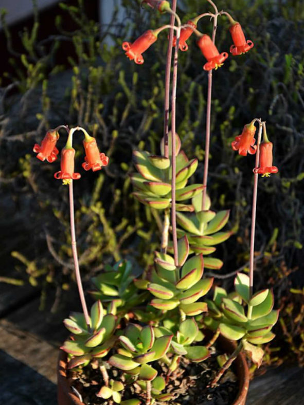 Cotyledon adscendens