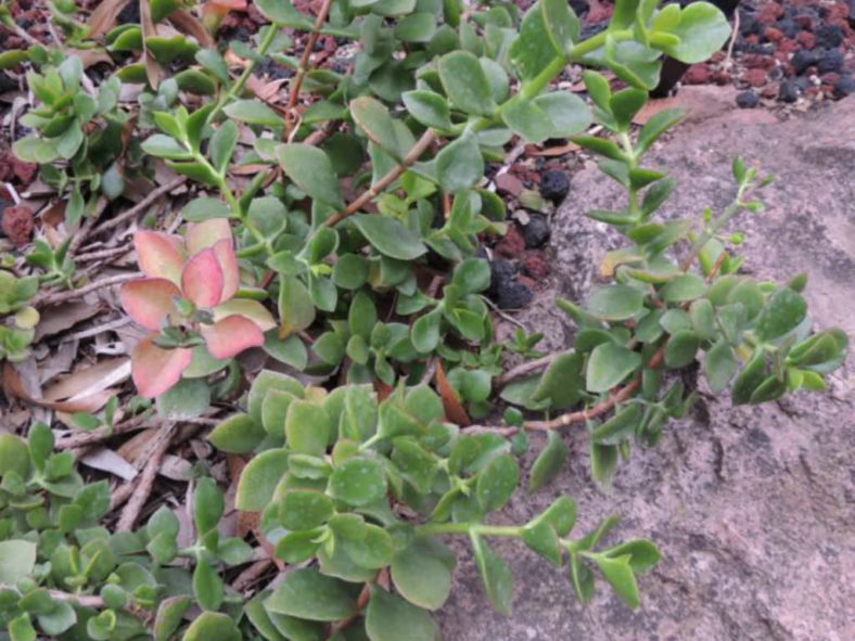 Cotyledon adscendens