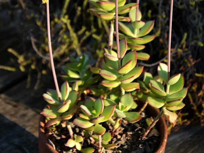 Cotyledon adscendens