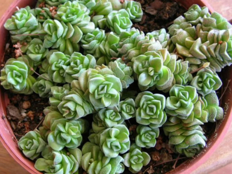 Crassula 'Dorothy'