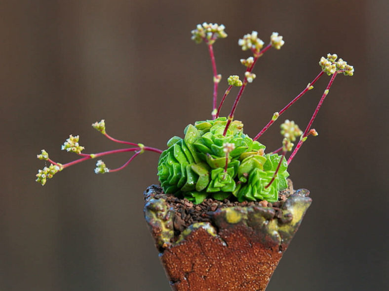 Crassula 'Dorothy'