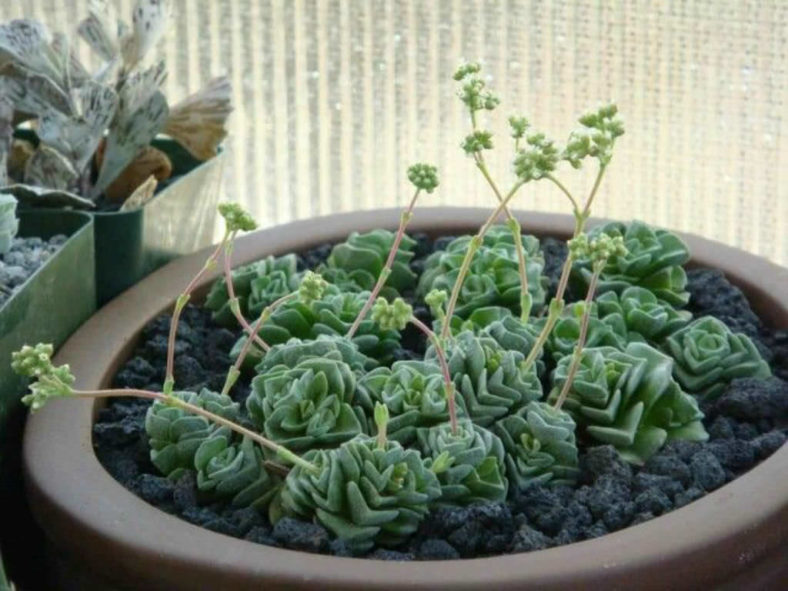 Crassula 'Dorothy'