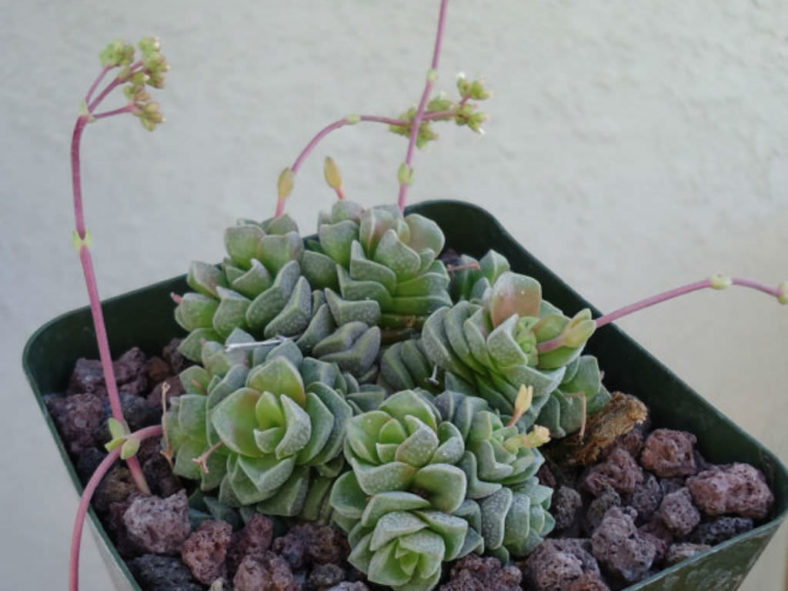 Crassula 'Dorothy'