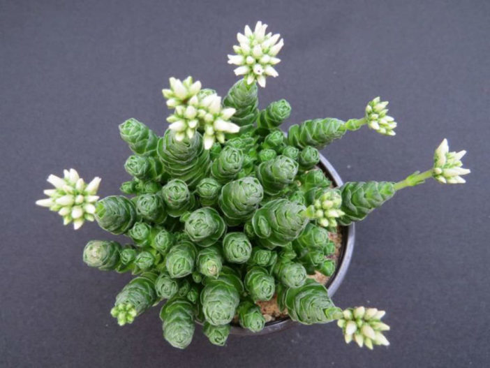 Crassula 'Emerald'