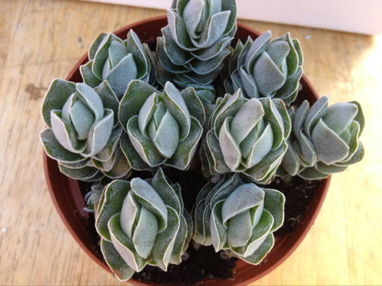 Crassula 'Ivory Pagoda' - World of Succulents