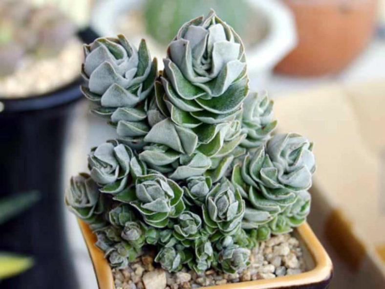 Crassula 'Ivory Pagoda'