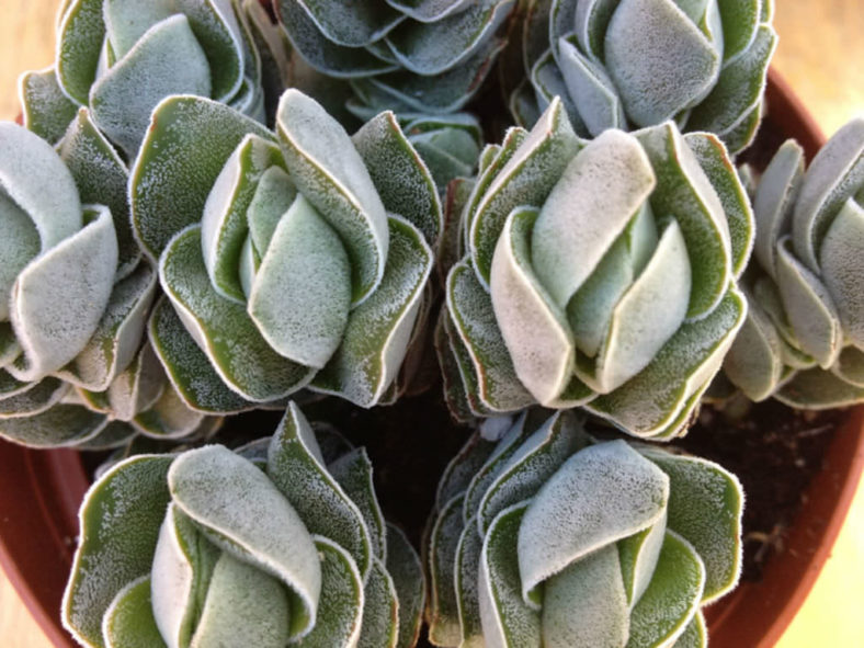 Crassula 'Ivory Pagoda'